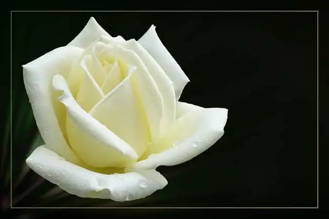 Rose blanche signification durant le deuil et les obseques